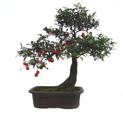 注意这些,金弹子小苗变美丽微盆景,来看看吧