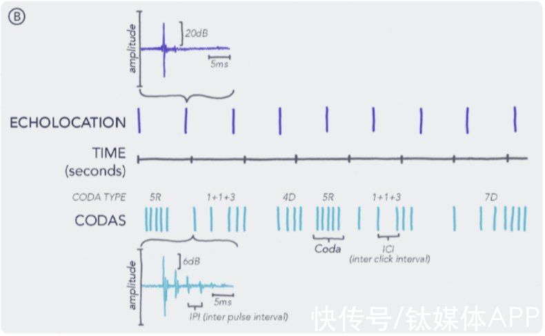 准确率|与动物语言交流，这件人做不到的事，AI能胜任？