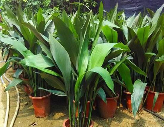 养花招了介壳虫,看着难受花卉长得差,怎么灭虫好方法教给你