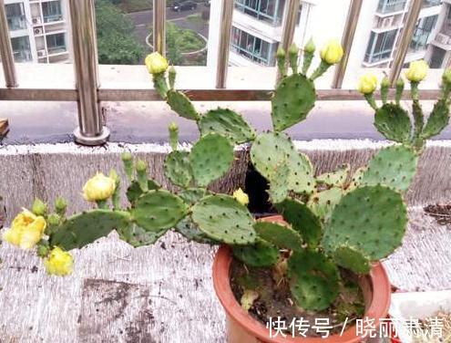 仙人掌不会养，教你4个小妙招，轻松让叶片油绿，肥厚宽大