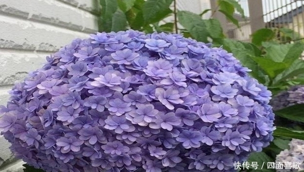 这2种花春天容易爆盆,开花美是颜值担当,最后却是没想到