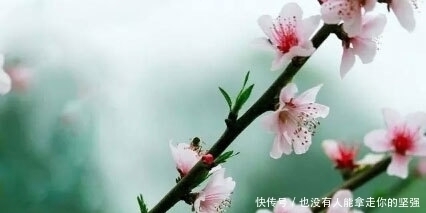 桃花|白居易一首28字小诗，全诗无任何惊艳之处，却能称为诗中珍品