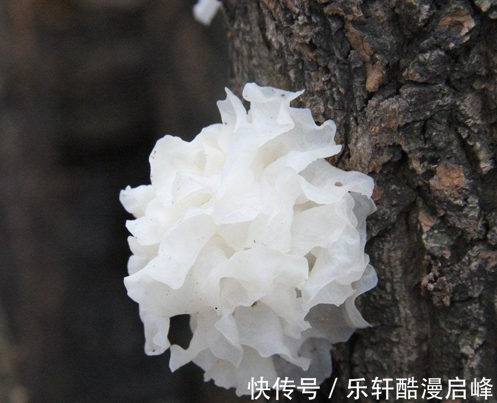 皂角米|入伏后,女人多吃这4样食物,每一口下去,都是满满的胶原蛋白