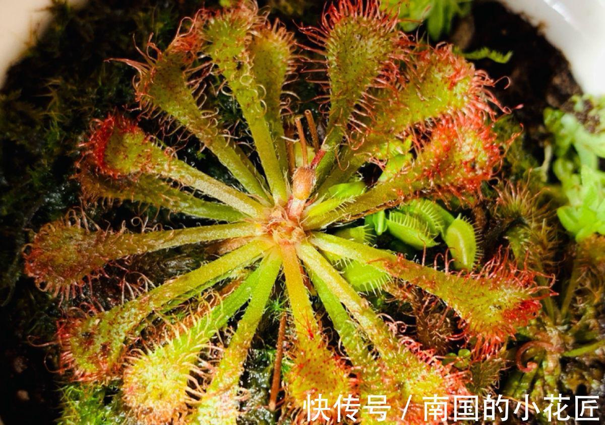 猪笼草|4种食虫植物特有趣,养在家里能灭蚊,孩子们都喜欢