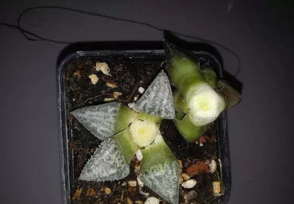 玉露徒长成“筷子”,找根线一拉,制服徒长不成问题!