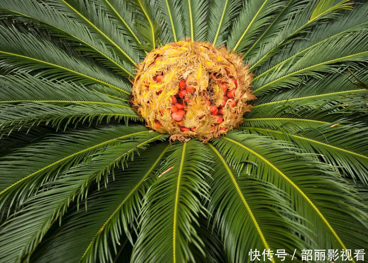 生命力|3种霸气“吸毒”花，“镇宅旺财”，但是有毒，养花要知道