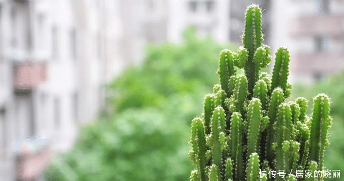 能防辐射|办公桌上放一盆多肉仙人掌,真的可以防辐射吗?