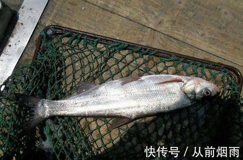 它是水库有害鱼类,俗称“刁子鱼”,过去除之不尽,如今成高档货