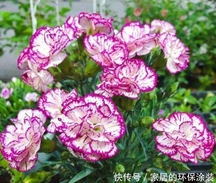 花来|4种花,漂亮易爆盆,开起花来拦不住,养盆放阳台美极了