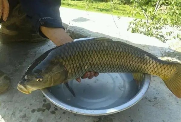 秋末钓鲤鱼，想要鱼儿来报道，这5点很重要