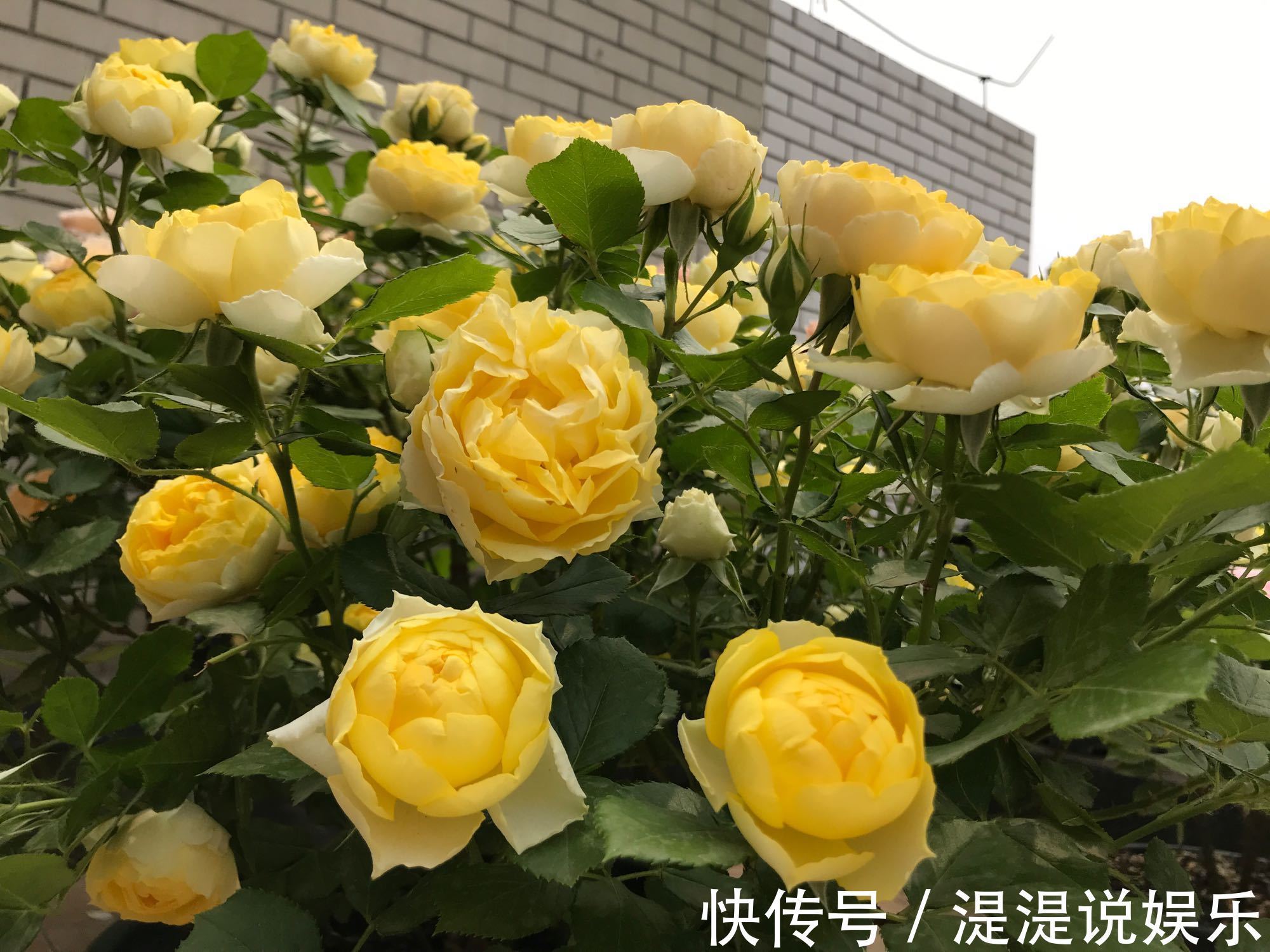 爆盆|月季使用激素的缺点,买到月季激素苗怎么养再次复花爆盆