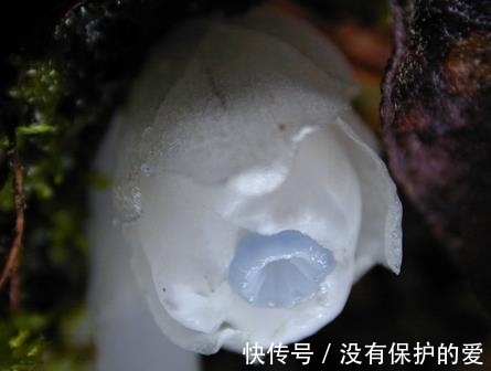 稀有植物现身,水晶兰开花了,想见一次不容易