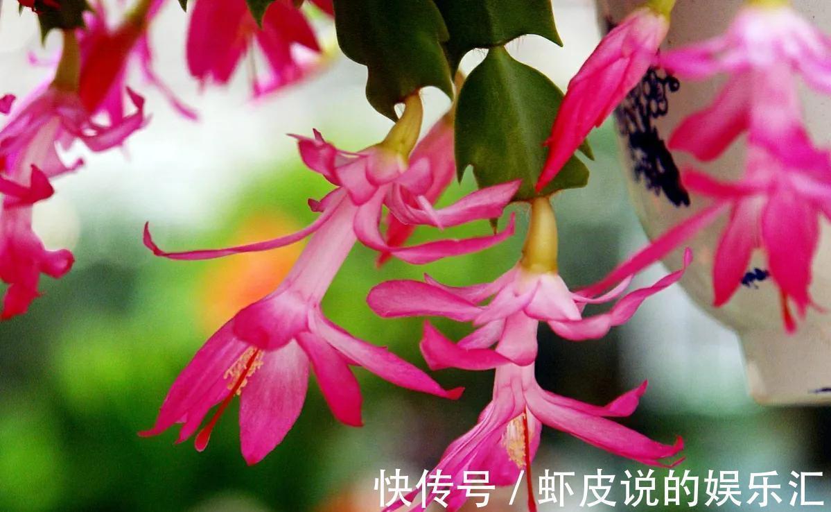 蟹爪兰“落蕾落花”,4点原因别忽视,做好后“锦上添花”并不难