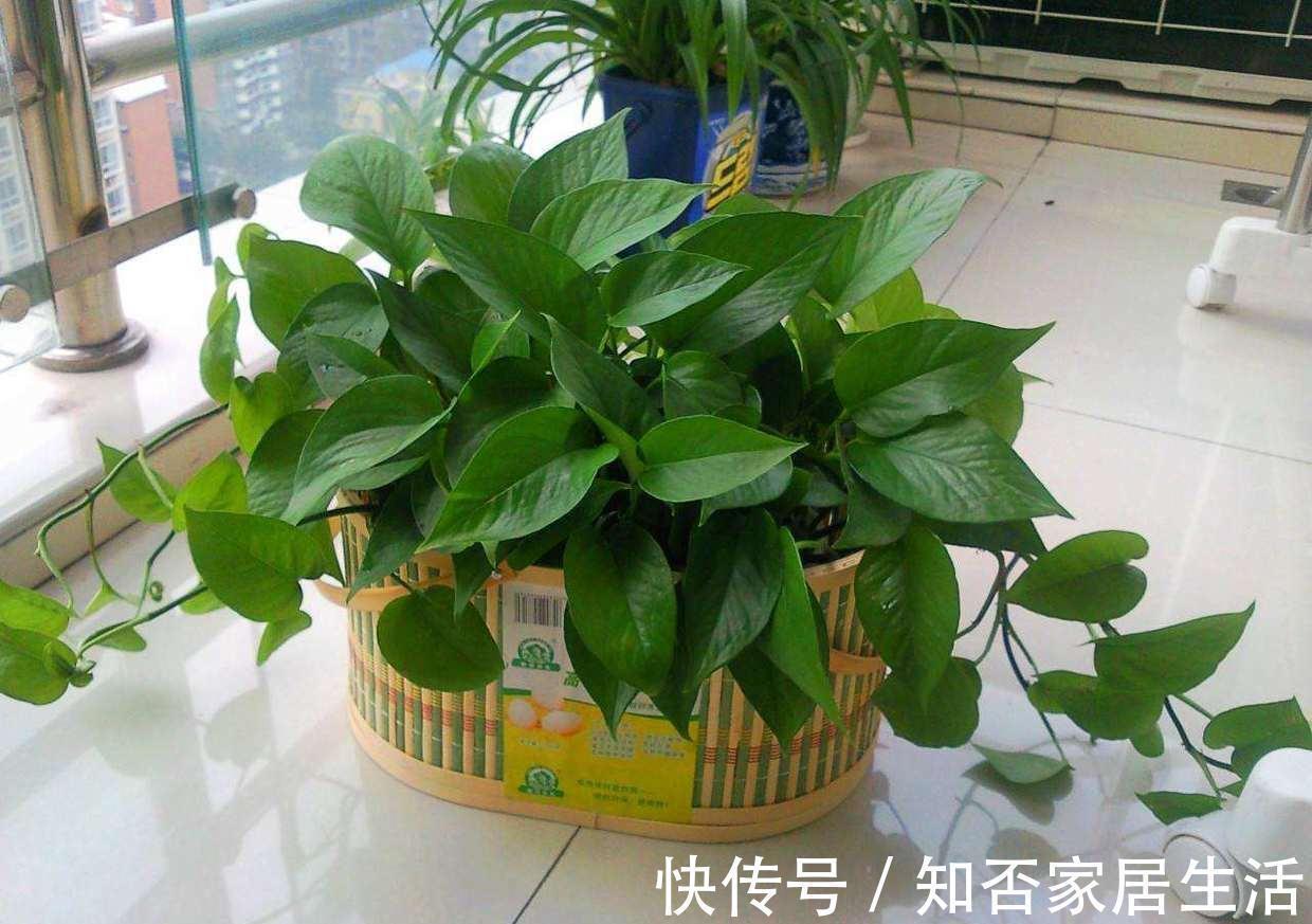 发财树|9种盆栽“耐阴王”，不见太阳也长得旺，养在家里超有范