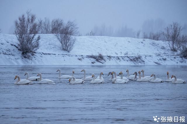 高台湿地|高台湿地大天鹅雪中浪漫起舞湖中游弋