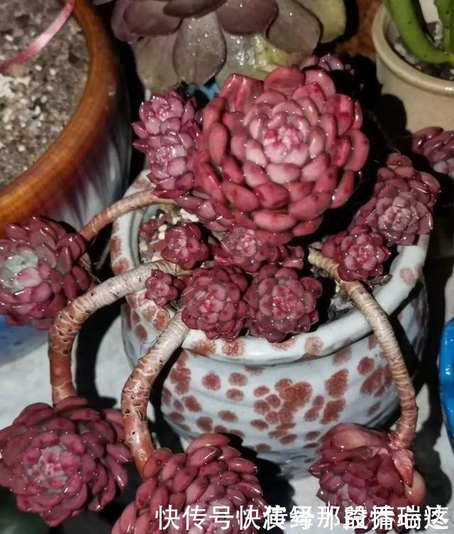 多肉|花友养多肉3年,全都养成了老桩,全靠这6个品种,真是太明智了!