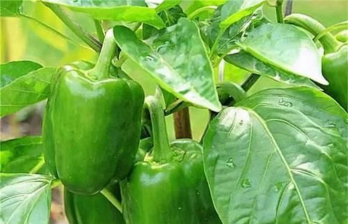 女性|适合女性吃的3种食物，减少皱纹，清洁皮肤，好吃也不贵！