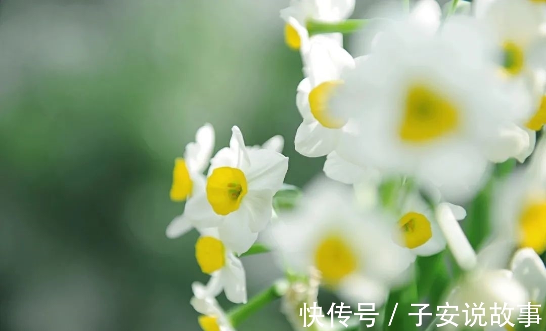 第一花$暗香静色撩诗句