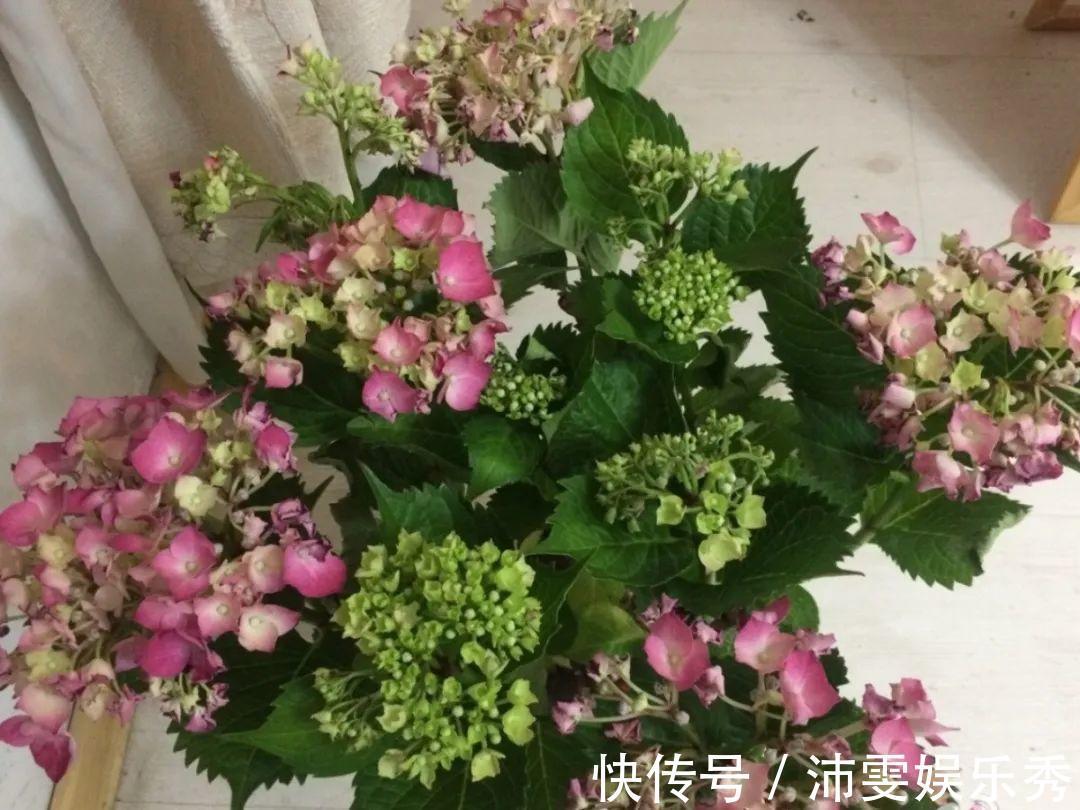 洋桔梗|6种花一天不浇水，叶子就耷拉，缺水3天就死翘！