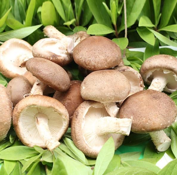 螃蟹|香菇好吃却不能乱吃，吃香菇有1大禁忌，早知早受益