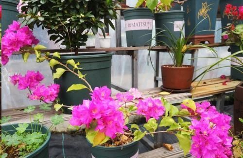 这10种花超级怕冷,再不搬进屋,小心只剩下盆了