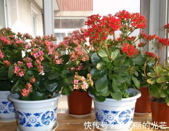 秋季养花草，用鸡蛋黄、蛋壳补充营养动手前需这样处理