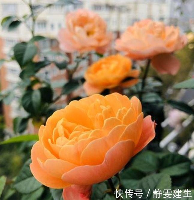 4种花,扔土里就能开花,花期长,颜色丰富,年年开花美翻