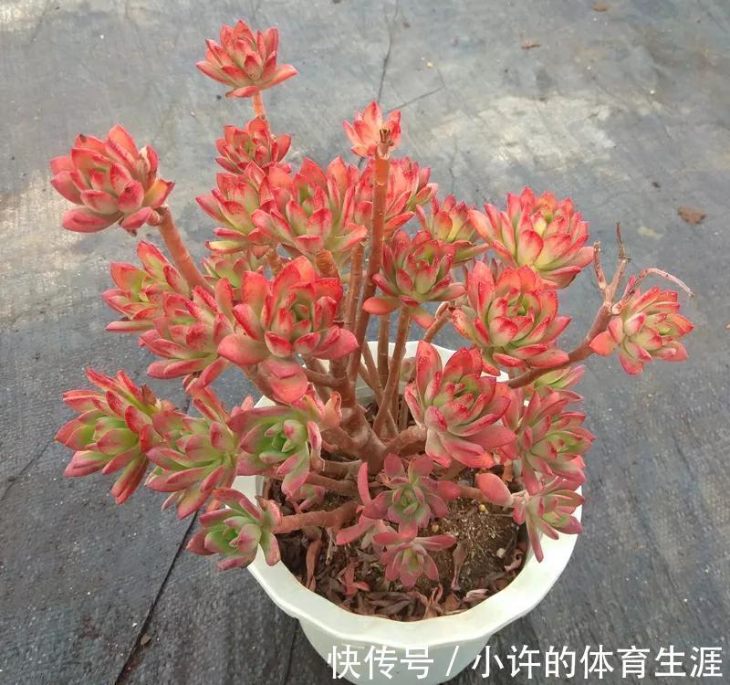 养多肉就选红稚莲,一年到头红艳艳,凭实力夺得首魁,你喜欢吗
