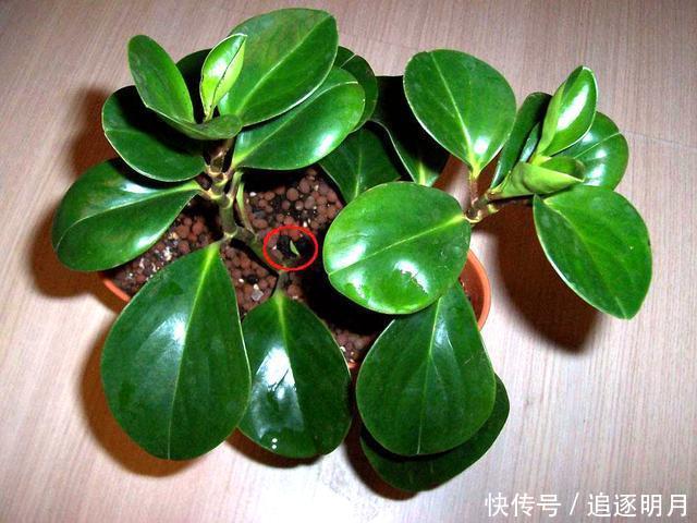 错过|养豆瓣绿不要错过,叶子都能长一棵,一次繁殖100盆,爆盆快