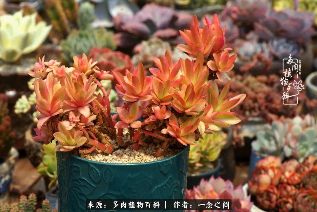 群友聊多肉没有最二只有更二,爆笑百科二群的二货二事!