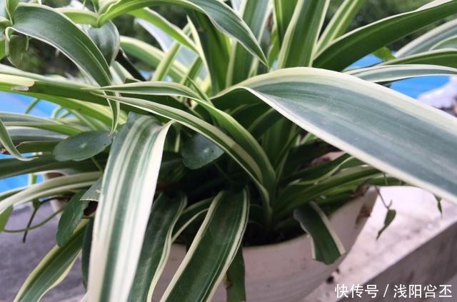 养金边吊兰，盆底放一把干树叶，三月后疯长爆盆，叶多穗多特别旺！