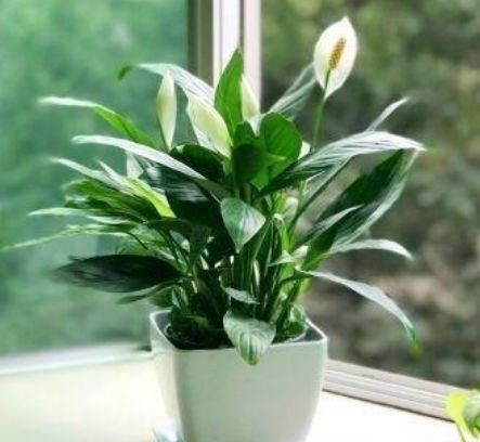 种花|卫生间有异味,就养4种花,耐阴吸异味,养在卫生间高大尚