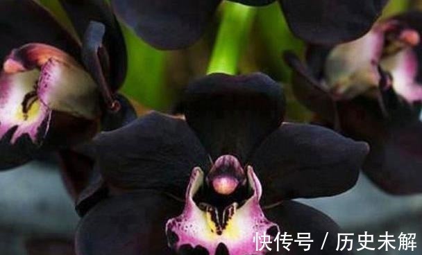 神秘感|这款兰花真奇怪，被誉为是兰花界的“黑魔法”，适合新手养护！