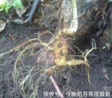 人参|这个人参“不正经”, 偏偏长在树根上, 挖参老人作了难