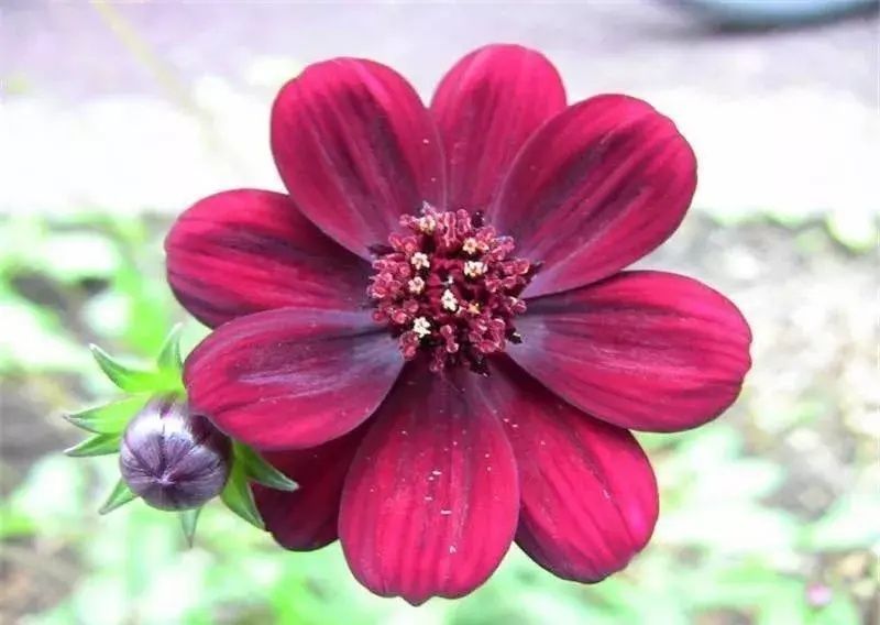 蓝眼菊|乡下拍到的照片，99的人没见过尤其是第7张绝了