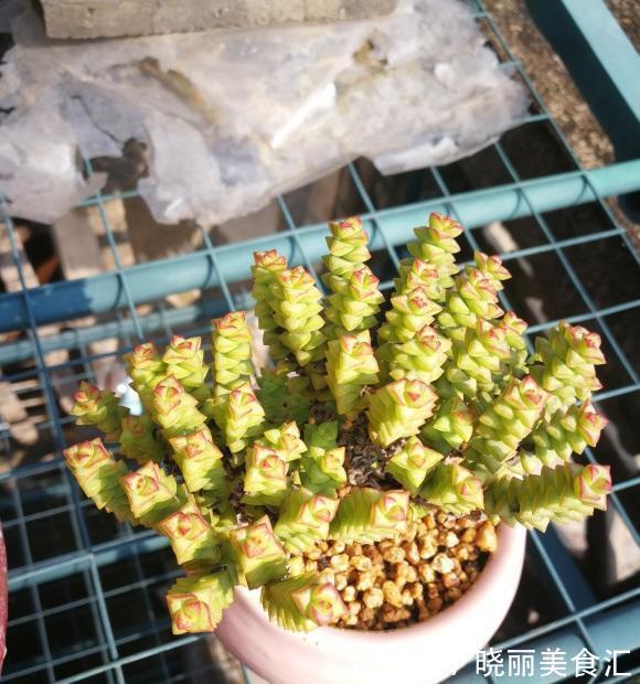 朋友种多肉,专用大盆,她说大盆养肉长得快,完全是错误的想法