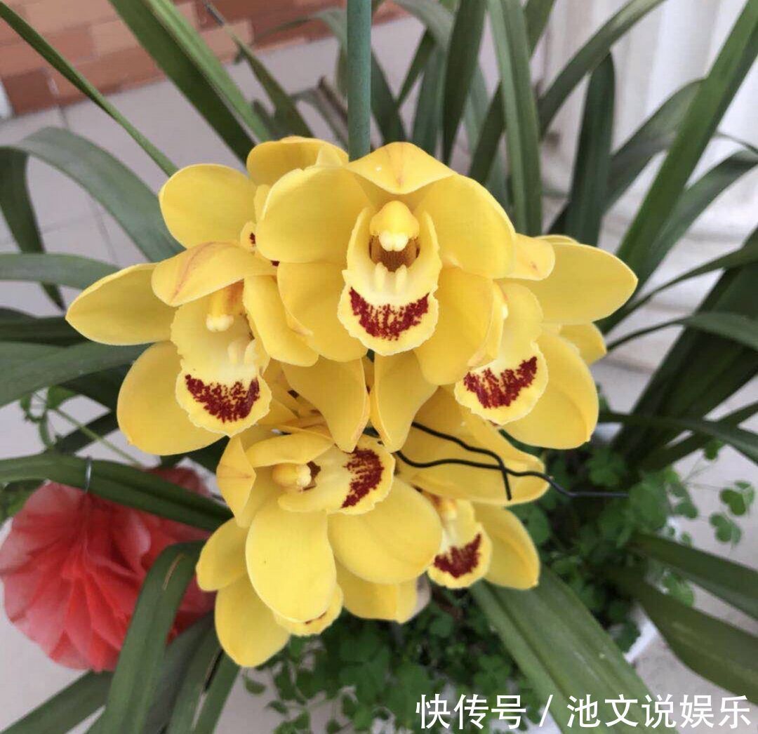 花盆|养大花蕙兰,选错花盆有风险,好多兰友易忽略,根系往外长
