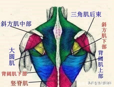 肌肉|如何锻炼背部肌肉?只需做好这9个动作,你也能练出倒三角身材