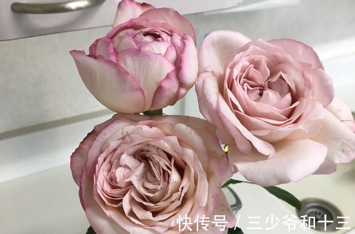 3种花越看越漂亮,四季有花开,漂亮似牡丹,好养易活,值得拥有