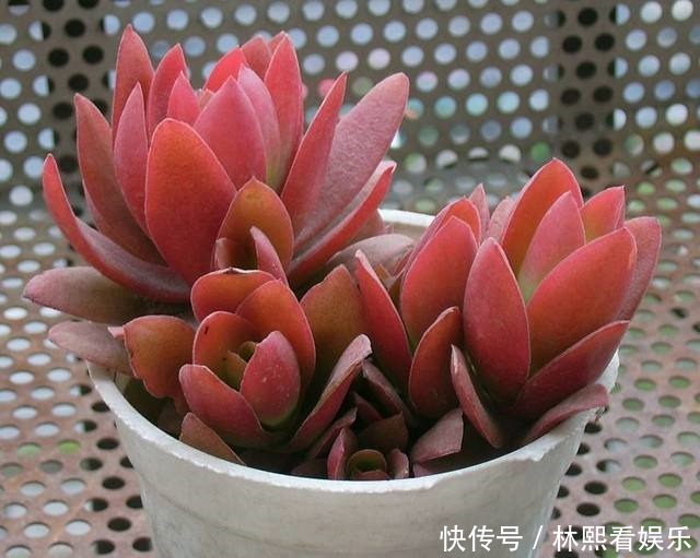 白霜|他把多肉上的白霜擦掉,结果一周就养死了,原来里面有这玄机!