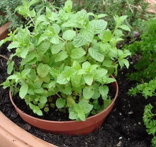 三月种上这些花，满足大水大肥大太阳，长势喜人装满盆！