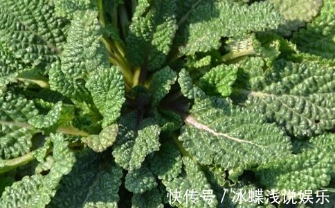 咳嗽|生长在农村的野草,长的虽丑,却可以止咳消炎,治咽炎,疗痔疮