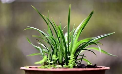 营养土的自制方法，兰友说：这样就简单了，明天开始做