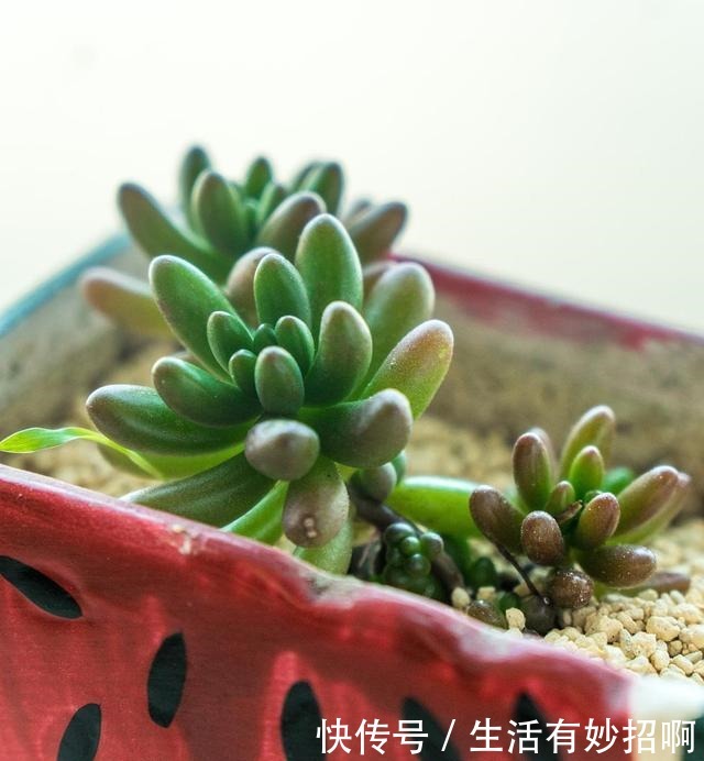 多肉植物不爆小头,用这个方法,比砍头更简单!