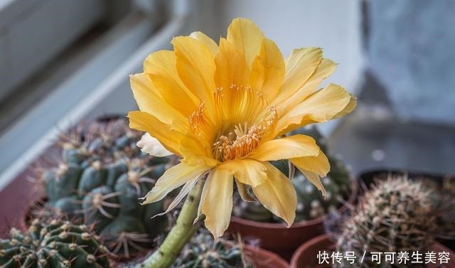 仙人球不开花,学会这样养,满头都是花!