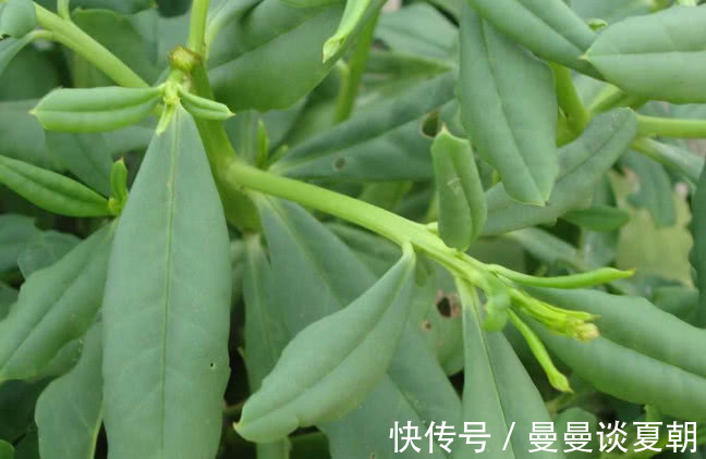 食客们|“土人参”农村人想吃多少摘多少,外面一斤40元比肉还贵!