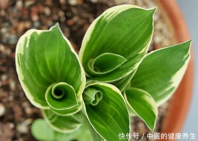 别养绿萝了,这20种耐阴植物,养在家里更合适!