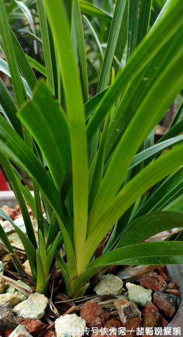 养护|兰花想多冒芽？养护注意三动作，顺利春化，清香宜人小半年