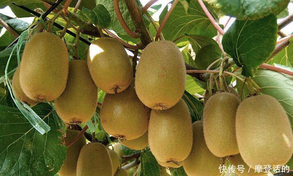 猕猴桃买软的还是硬的今天终于明白了,难怪买的不好吃