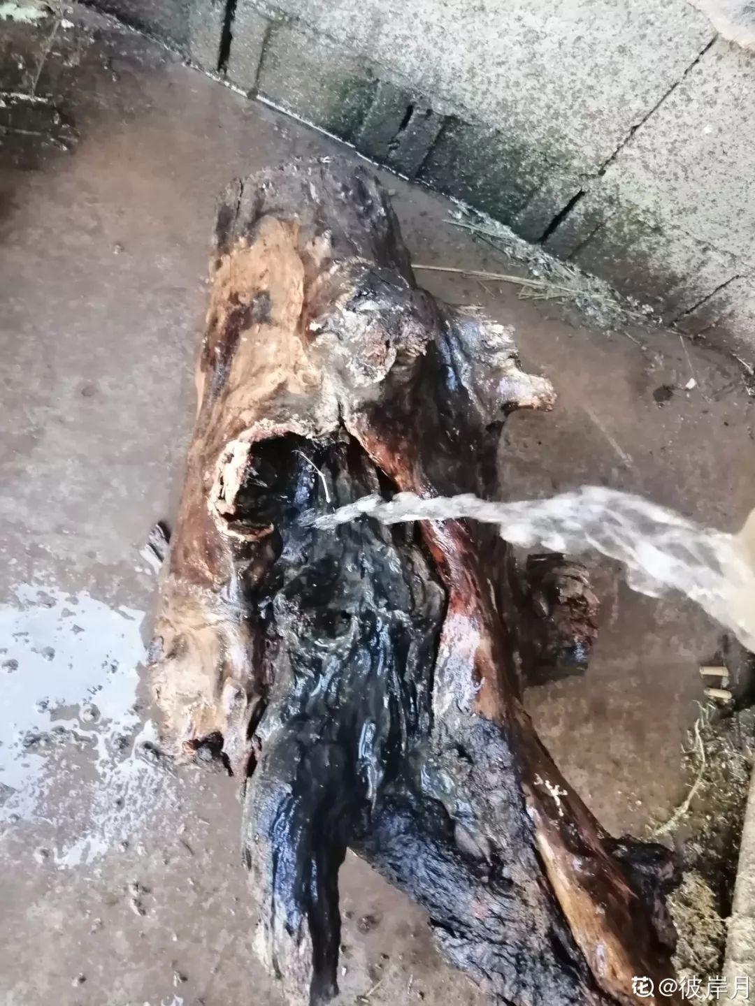 山上捡个大树桩,火烤一遍种多肉,3天服盆1年变老桩!